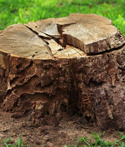 safe and sustainable tree stump solutions for homeowners