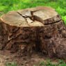 safe and sustainable tree stump solutions for homeowners