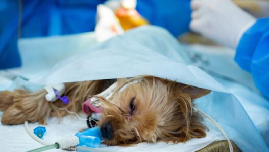 surgical safety protocols in veterinary clinics