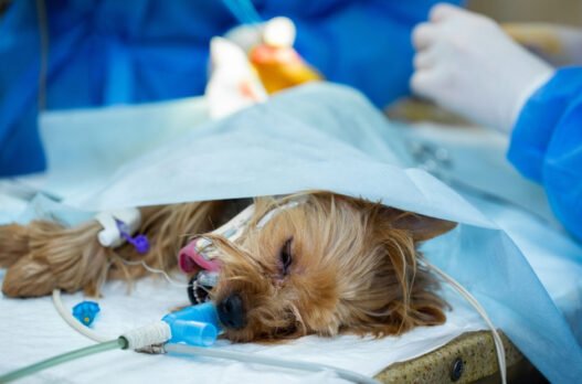 surgical safety protocols in veterinary clinics