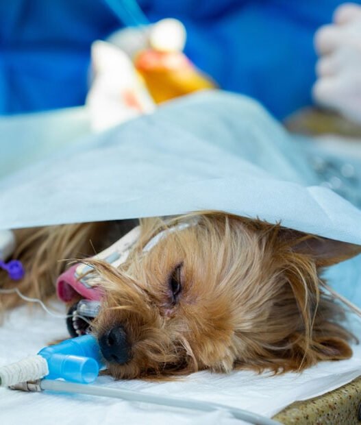 surgical safety protocols in veterinary clinics