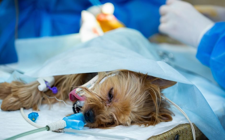 surgical safety protocols in veterinary clinics