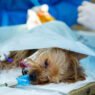 surgical safety protocols in veterinary clinics