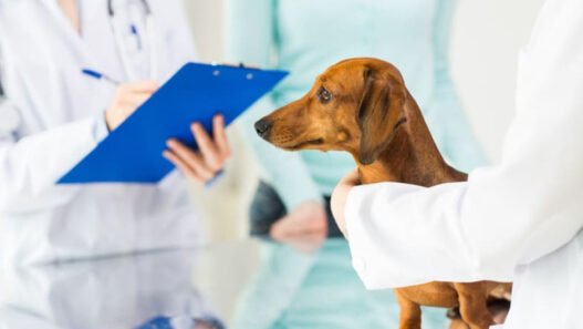 3 key advantages of wellness plans at animal clinics