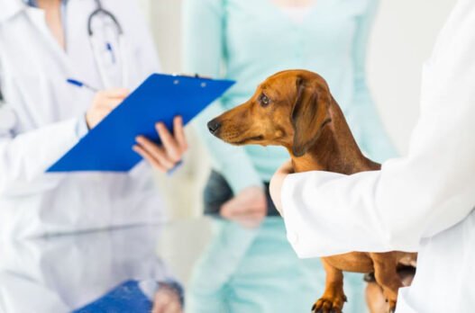 3 key advantages of wellness plans at animal clinics