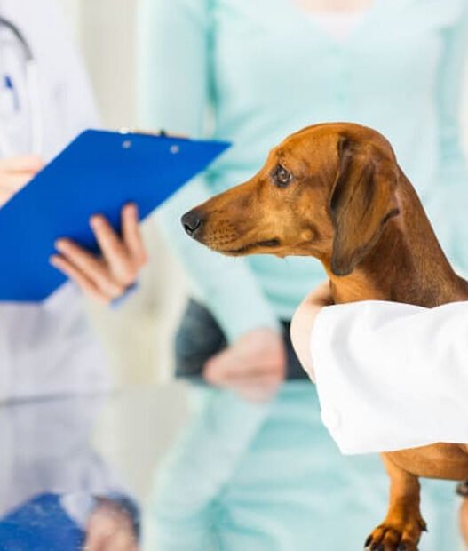 3 key advantages of wellness plans at animal clinics