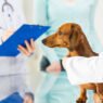 3 key advantages of wellness plans at animal clinics