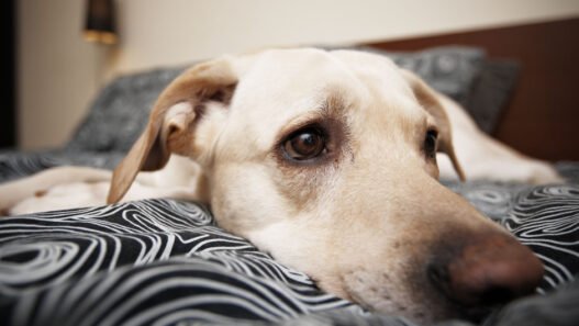 3 signs your pet needs an immediate animal hospital visit