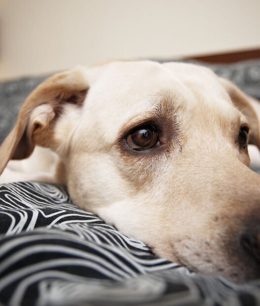 3 signs your pet needs an immediate animal hospital visit