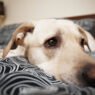 3 signs your pet needs an immediate animal hospital visit