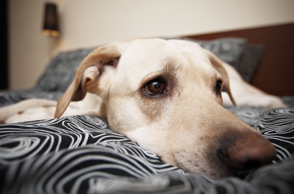 3 signs your pet needs an immediate animal hospital visit