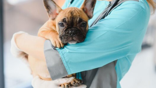 5 benefits of choosing a mobile veterinarian for your pet