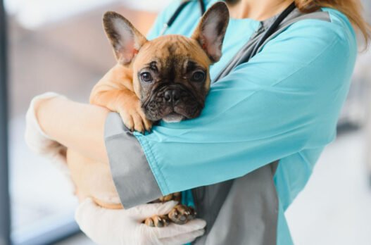 5 benefits of choosing a mobile veterinarian for your pet