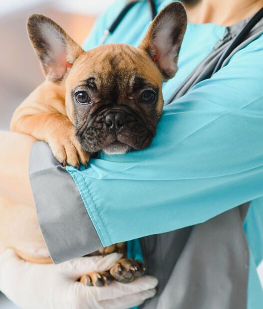 5 benefits of choosing a mobile veterinarian for your pet
