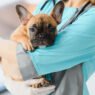 5 benefits of choosing a mobile veterinarian for your pet