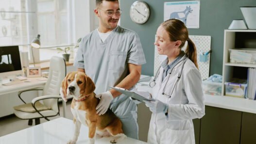 animal clinics