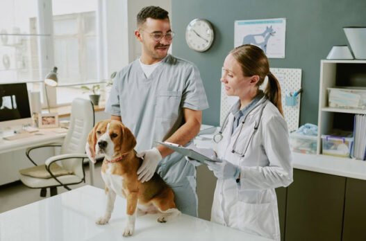 animal clinics