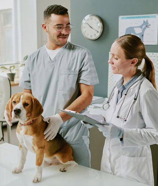 animal clinics
