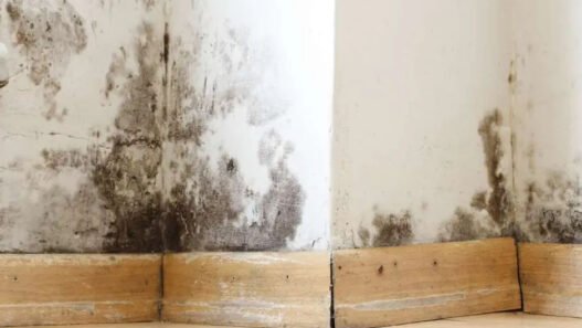 arizona landlord mold issues