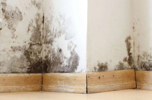 arizona landlord mold issues