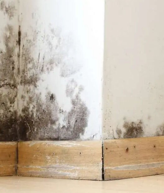 arizona landlord mold issues
