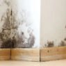 arizona landlord mold issues