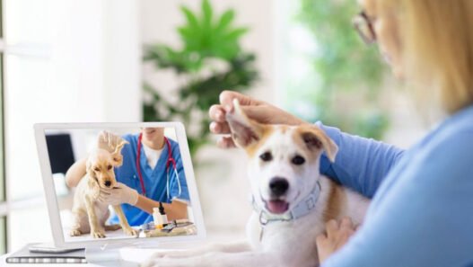 how veterinary clinics are embracing telehealth services