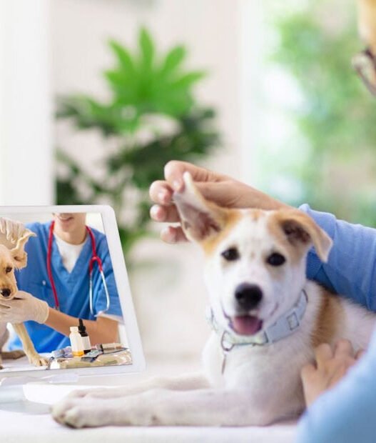 how veterinary clinics are embracing telehealth services
