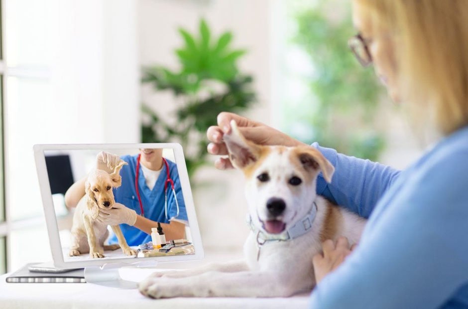 how veterinary clinics are embracing telehealth services