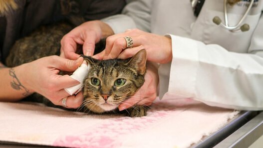 how veterinary hospitals provide comfort during chemotherapy