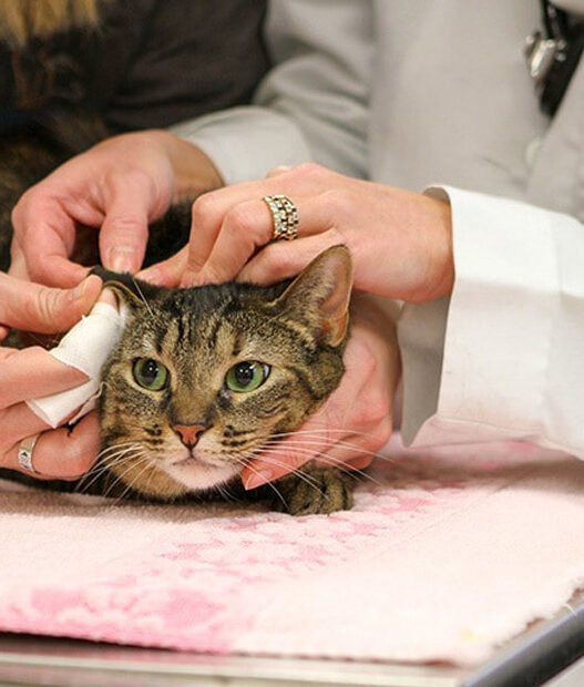 how veterinary hospitals provide comfort during chemotherapy