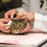 how veterinary hospitals provide comfort during chemotherapy