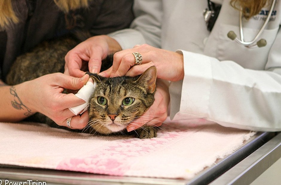 how veterinary hospitals provide comfort during chemotherapy