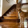 senior pets in condos