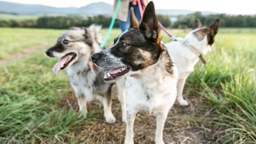 the ease and importance of regular checkups for your pups