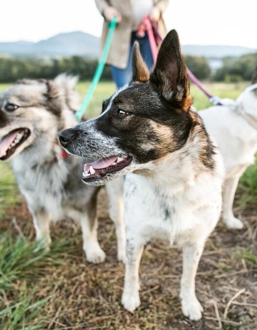 the ease and importance of regular checkups for your pups