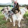 the ease and importance of regular checkups for your pups