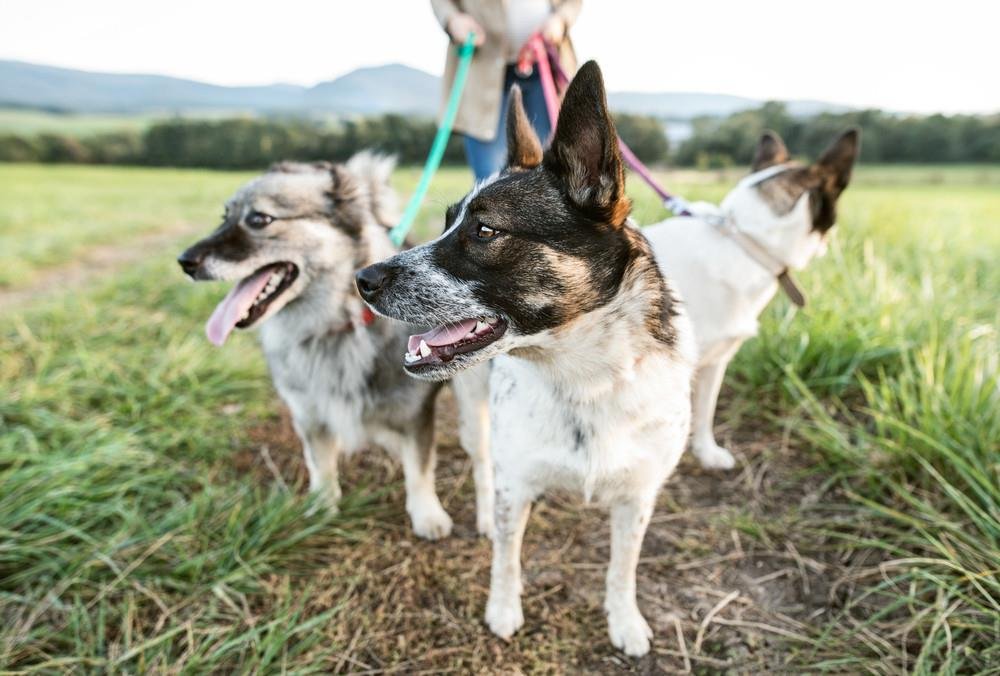 the ease and importance of regular checkups for your pups