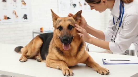 the value of behavioral guidance from general veterinarians