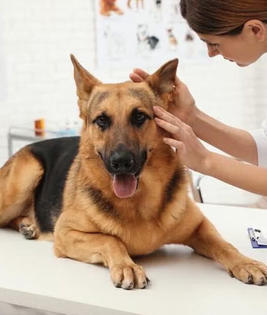 the value of behavioral guidance from general veterinarians