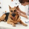 the value of behavioral guidance from general veterinarians