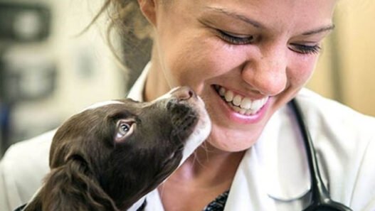 why animal hospitals are essential for parasite prevention