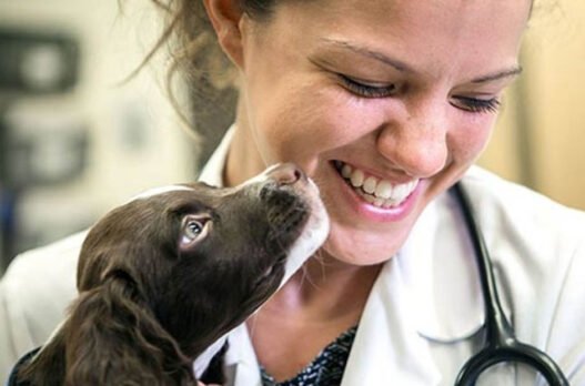 why animal hospitals are essential for parasite prevention