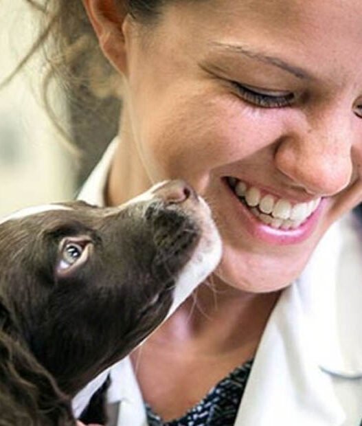 why animal hospitals are essential for parasite prevention