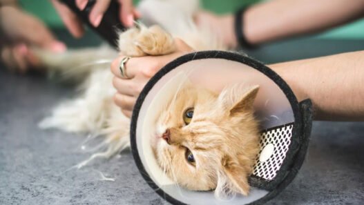 why veterinary hospitals are essential in spay and neuter programs