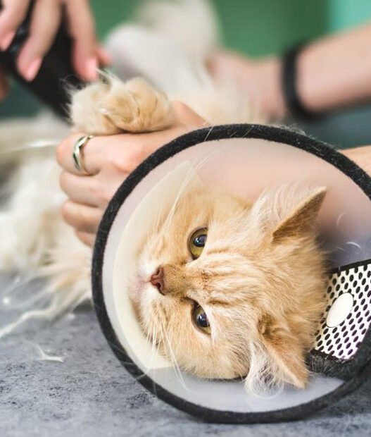 why veterinary hospitals are essential in spay and neuter programs