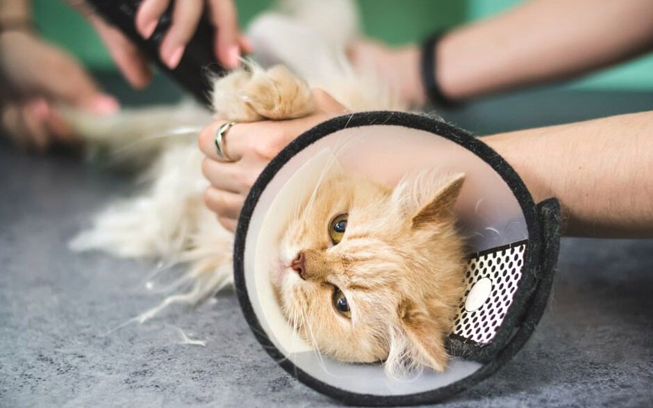 why veterinary hospitals are essential in spay and neuter programs