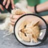 why veterinary hospitals are essential in spay and neuter programs