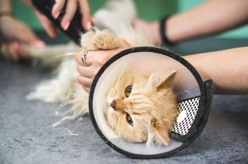 why veterinary hospitals are essential in spay and neuter programs