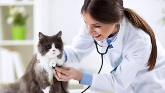 4 benefits of choosing a full service veterinary hospital